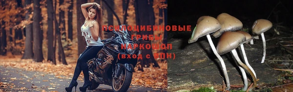 МДПВ Алзамай